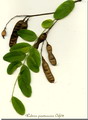 اقاقیای توپی(پیوندی)